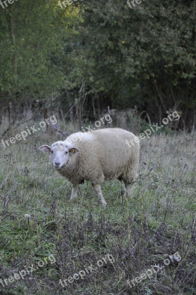 Sheep Nature Animal Free Photos