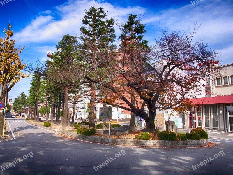 Okazaki Japan City Street Trees