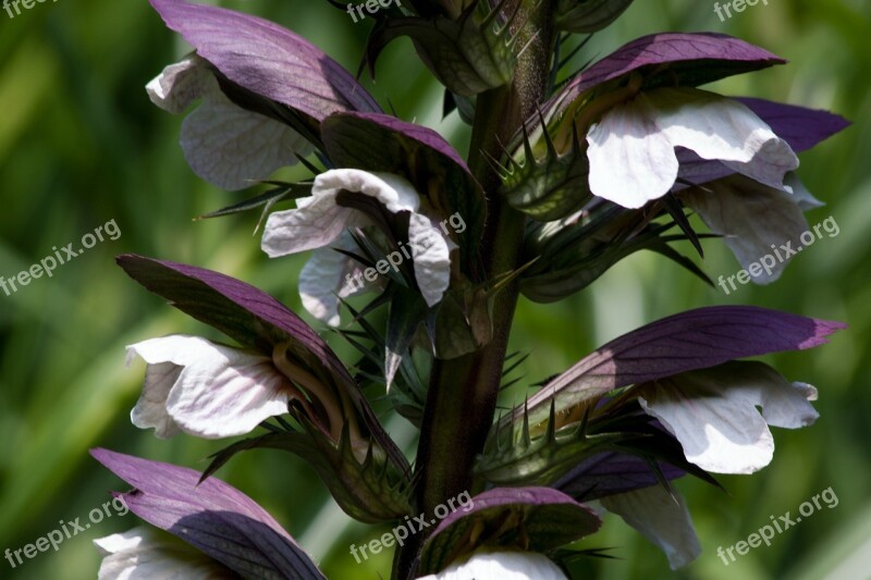 Acanthus Acanthaceae Hogweed Flora Plant