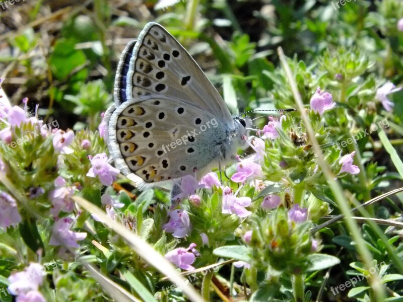 Butterfly Insect Butterflies Macro Flowers