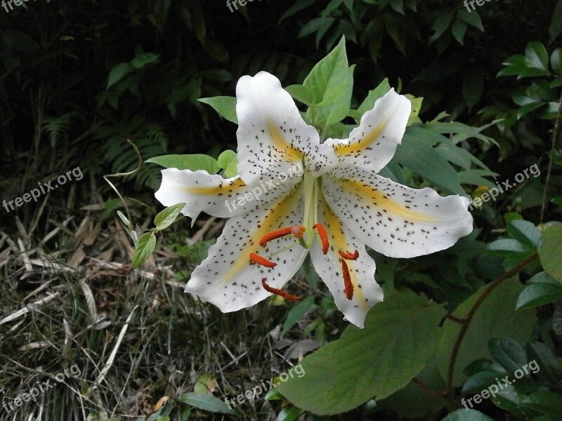 Lily Yuri Yamayuri White Lily Lily Of Japan