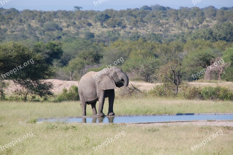 South Africa Wild Nature Wildlife Animals