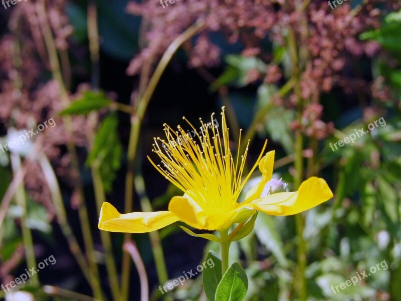 Wort Hypericum Perforatum Yellow Blossom Bloom