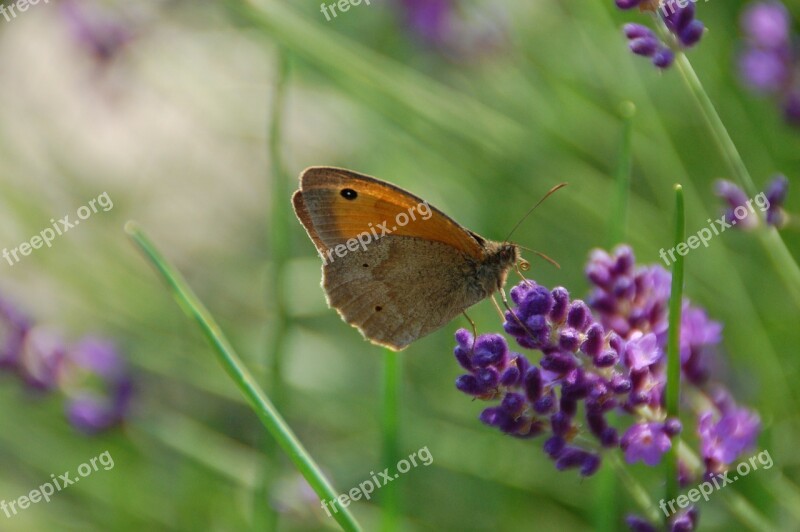 Butterfly Nature Insect Garden Free Photos