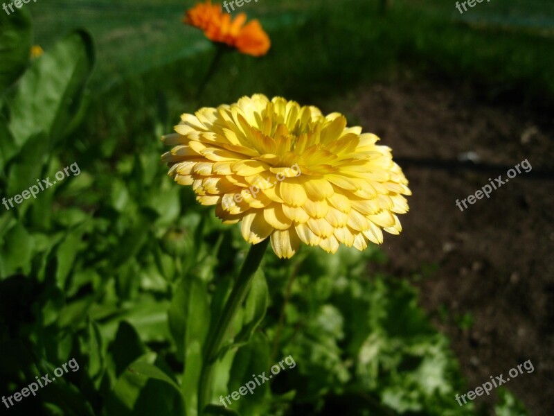 Marigold Yellow Summer Garden Green