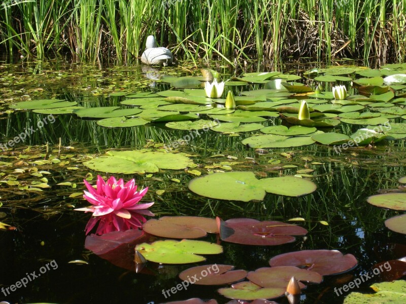 Dust Water Lilies Pink White Water