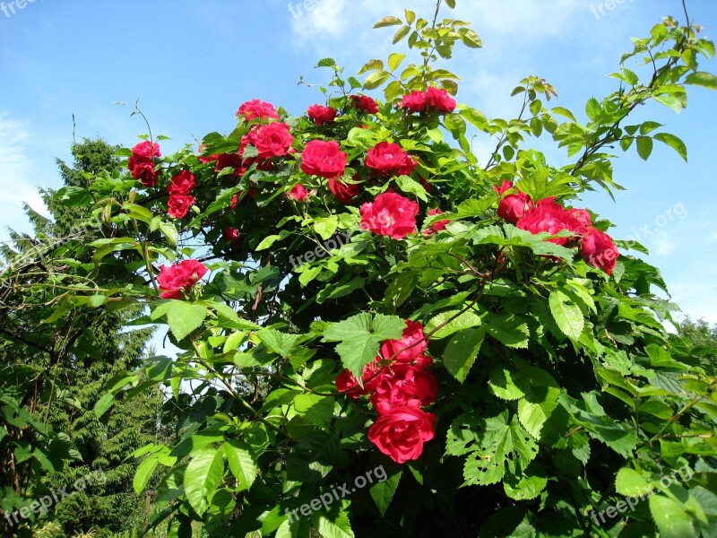 Rose Trellis Roses Red Sky Blue Blue Leaf