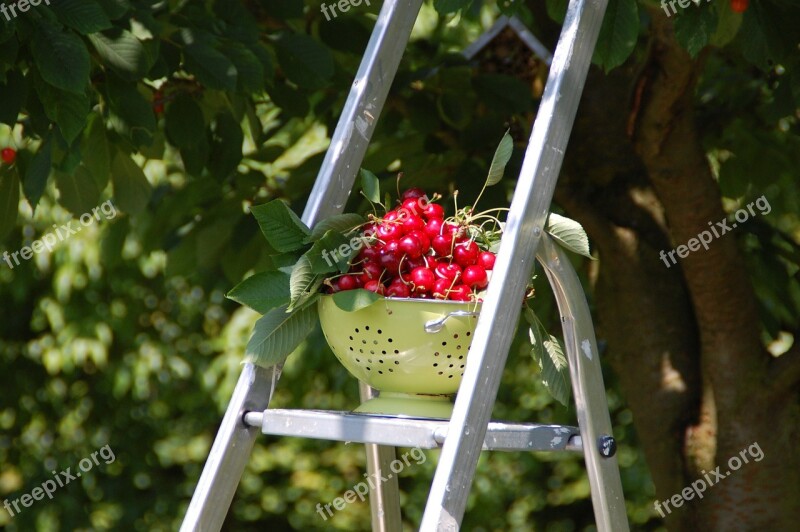 Cherries Collection Fruit Garden Harvest