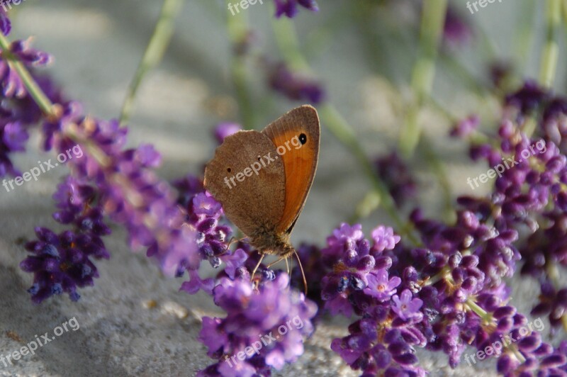 Butterfly Nature Insect Garden Free Photos