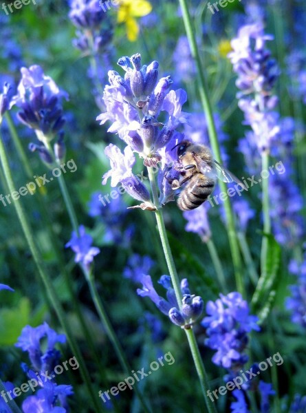 Bee Lavender Macro Flower Summer