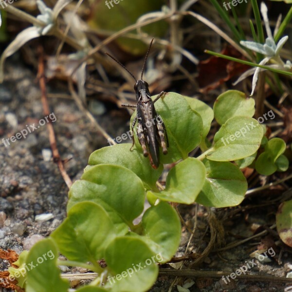 Grasshopper Hyöneinen Brown Skipping Free Photos