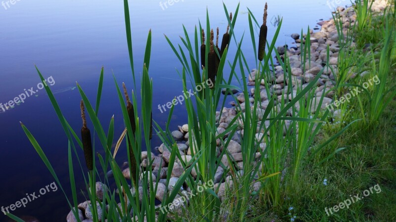 Bulrush Typha Brown Flower Free Photos