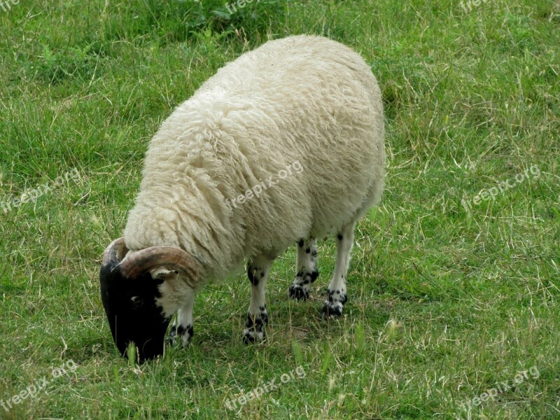 Sheep Animals Farm Mammals Free Photos