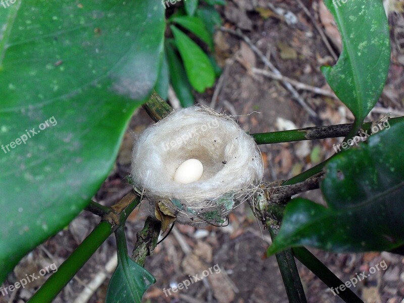 Egg Nest Birds Life Birth