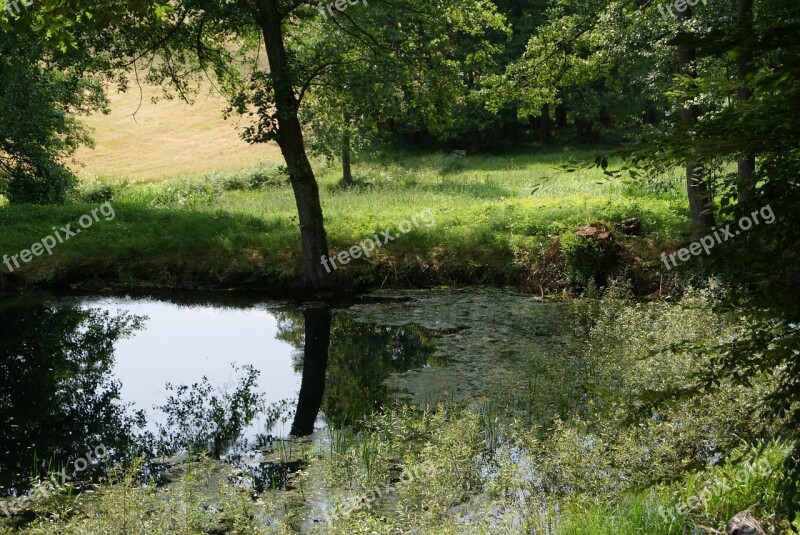 Lake Idyll Pond Plant Pond Free Photos