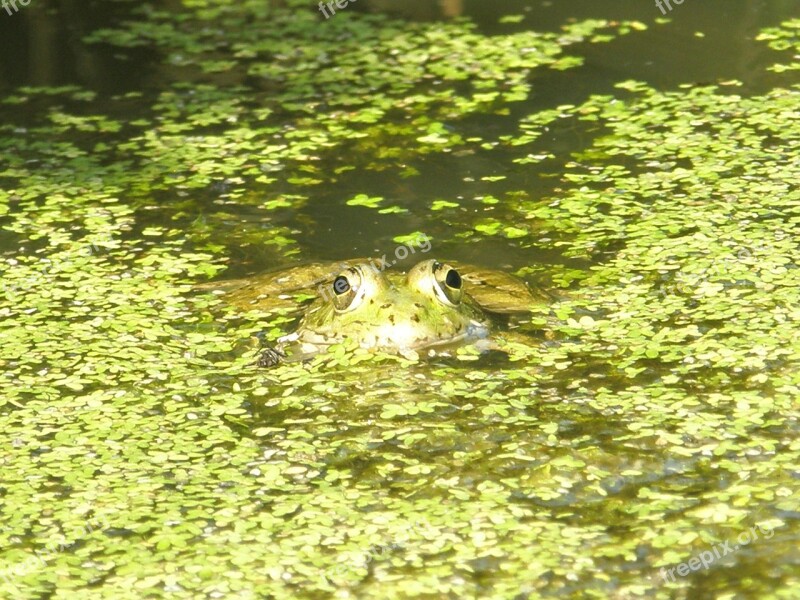 Frog Amphibians Green Animals Nature