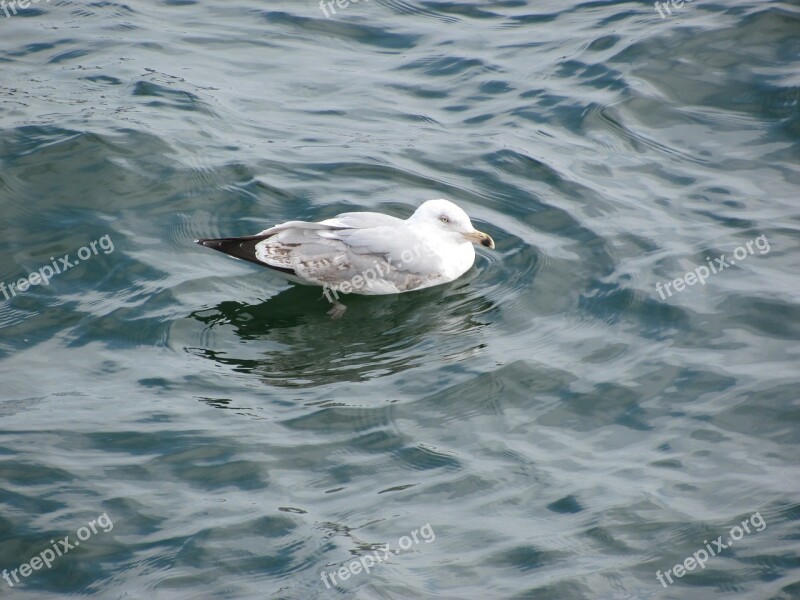 Seagull Ocean Water Bird Sea Free Photos