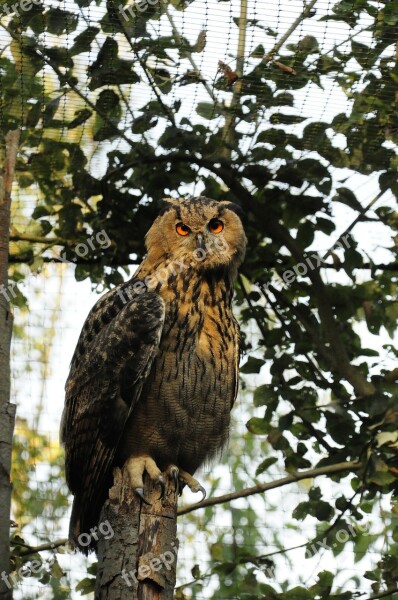 Owl Eurasian Eagle Owl Zoo Night Active Bird Of Prey