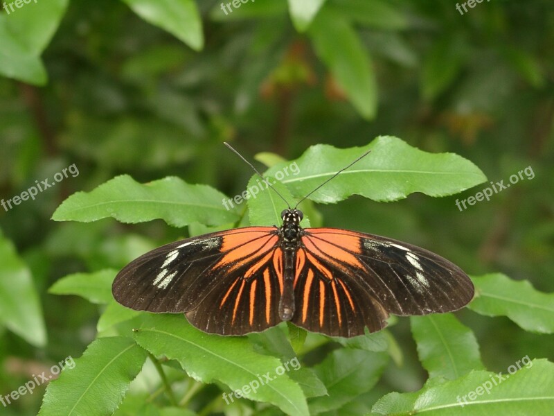 Butterfly Insect Nature Free Photos