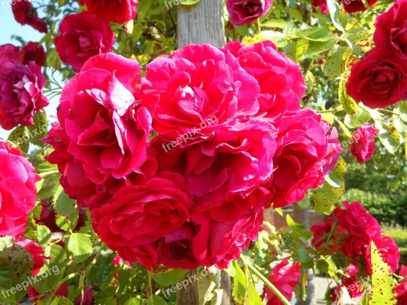 Garden Roses Climbing Roses Rose Trellis Flowers