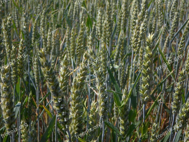 Wheat Spike Field Agriculture Harvest