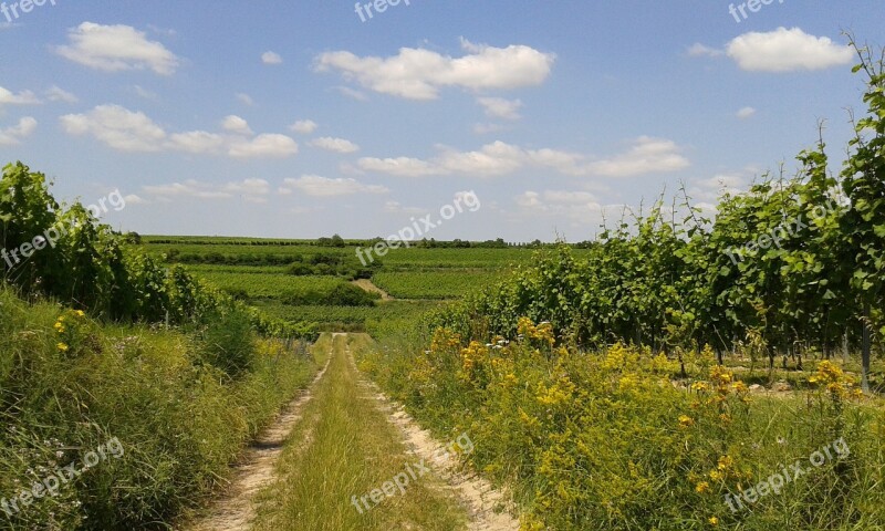 Germany Rheinhessen Osthofen Summer Vines