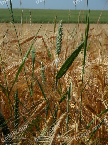 Cereals Plant Grain Agriculture Summer