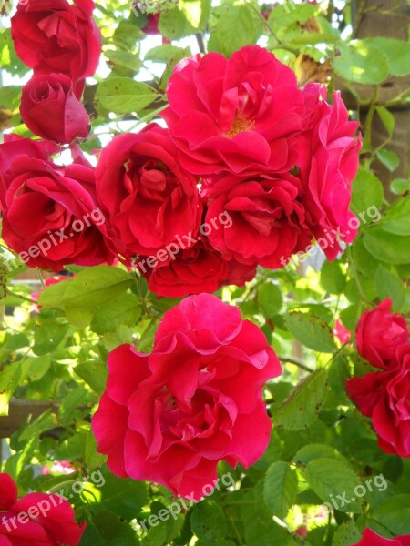 Garden Roses Climbing Roses Rose Trellis Flowers