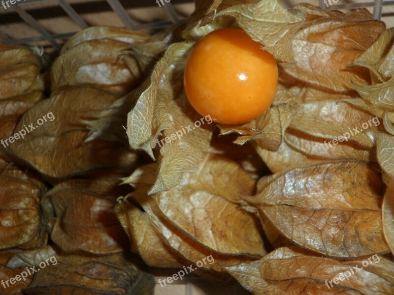 Physalis Fruit Berry Fruits Pericarp