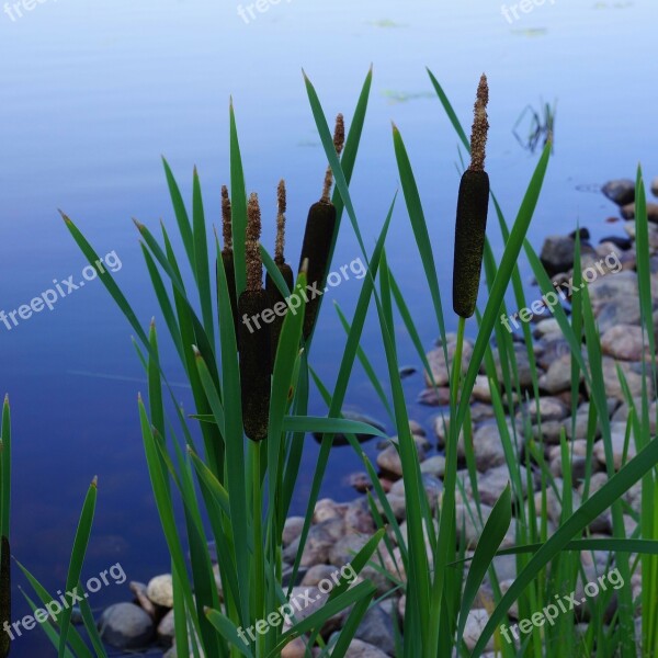 Bulrush Typha Brown Flower Free Photos