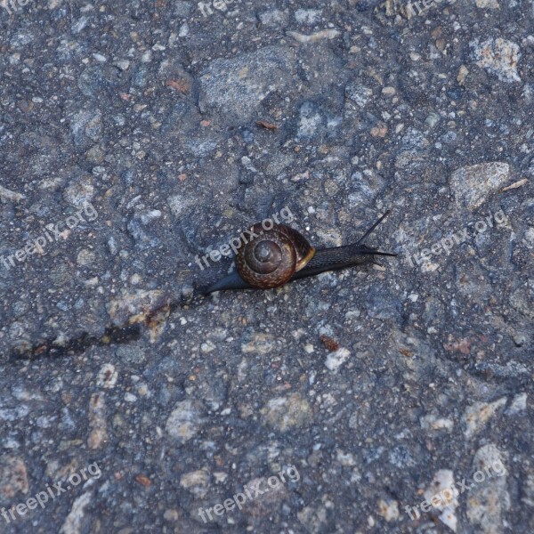 Conch Snail Mollusc Slow Free Photos