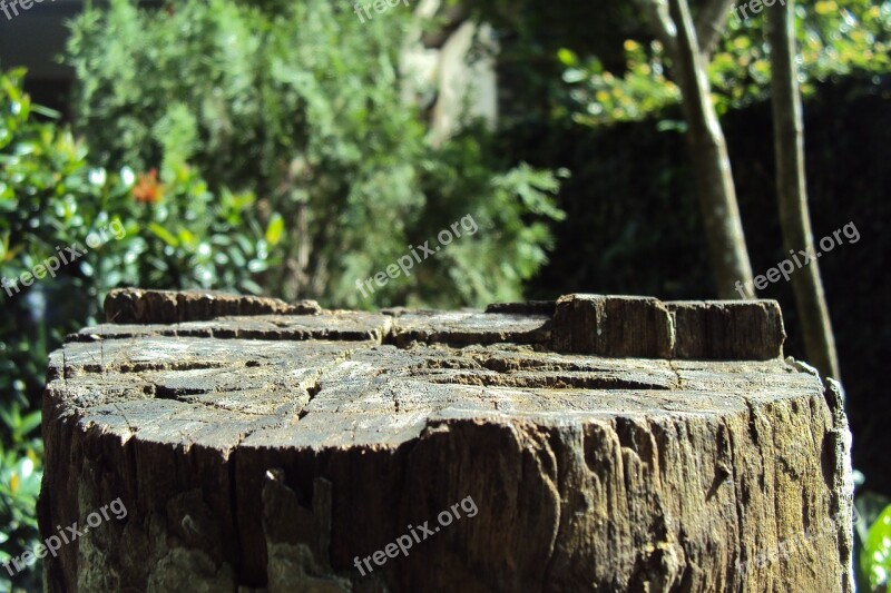 Log Tree Cut Tree Old Tree Dried Tree Log