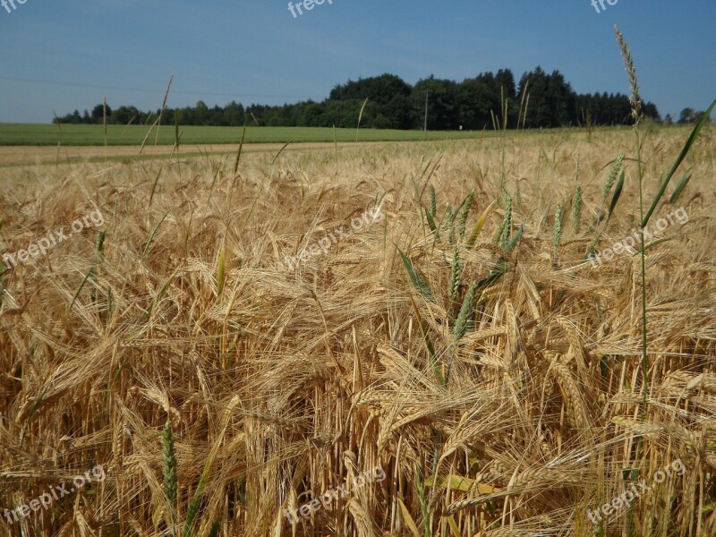 Cereals Cornfield Field Barley Agriculture