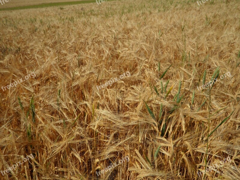 Cornfield Field Barley Cereals Summer