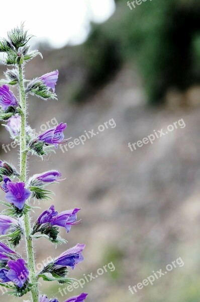 Flower Flowers Garden Flora Nature