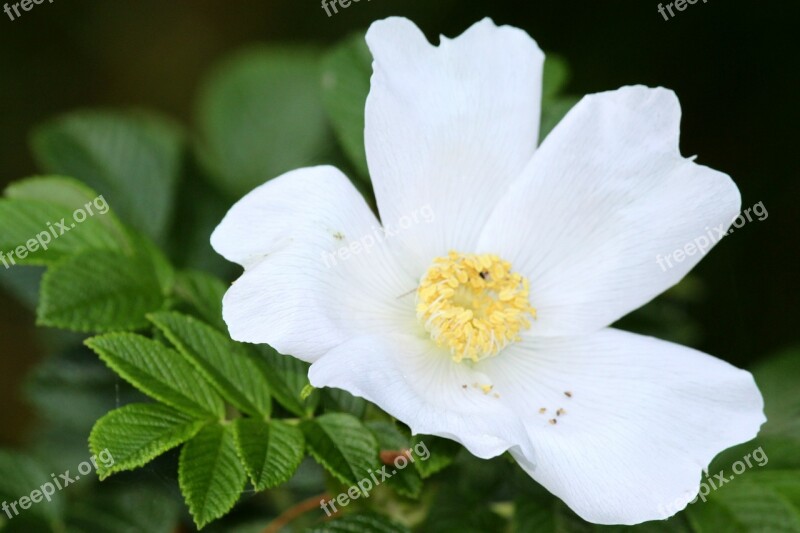 Wild Rose Blossom Bloom Plant Rose Bloom