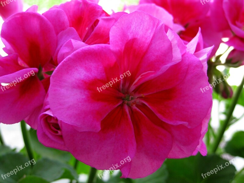 Geranium Flora Petal Flower Bud