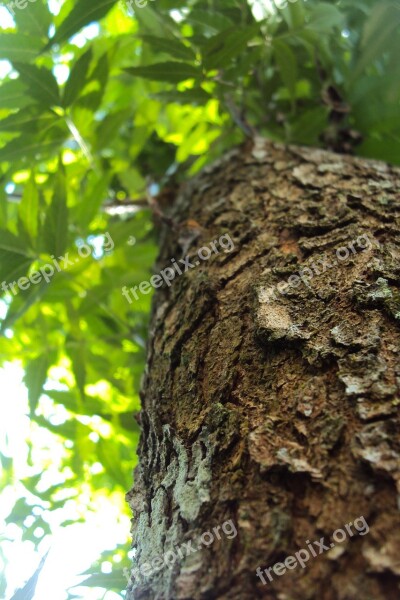 Kohomba Tree Nature Tree Trunk Macro Effect Macro