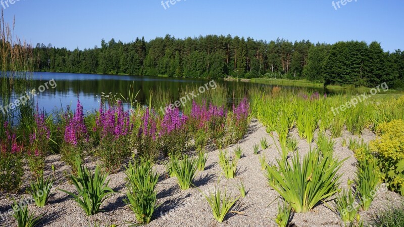 Finnish Landscape Summer Beach Plants