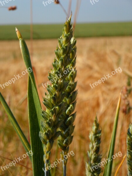 Ear Cereals Grain Field Cornfield