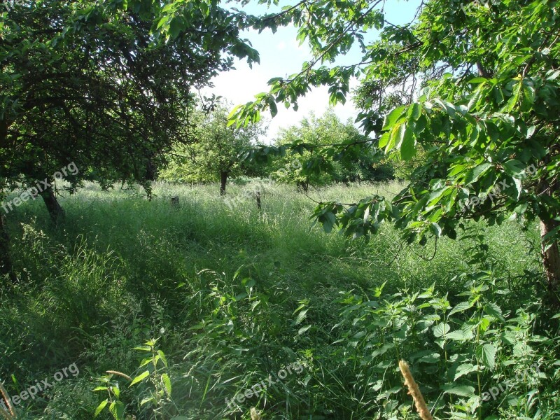 Green Nature Chaos Grass Wild Growth