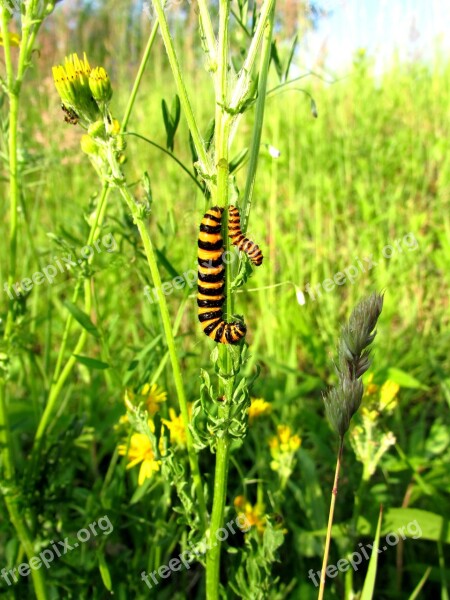 Track Butterfly Butterfly Caterpillar Blood Bear Fire Bear