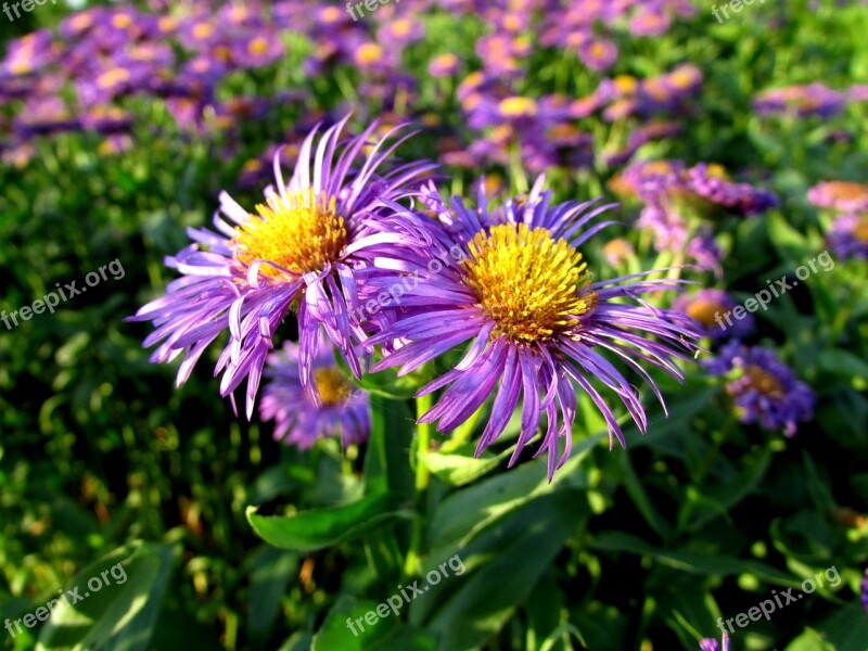 Flowers Blossom Bloom Summer Flowers Purple