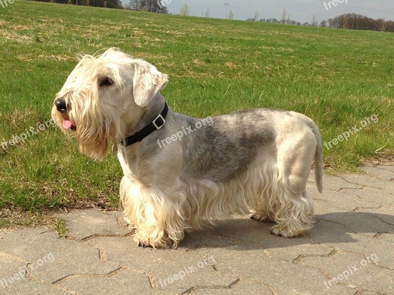 Cesky Terrier Bohemian Terrier Dog Meadow Free Photos