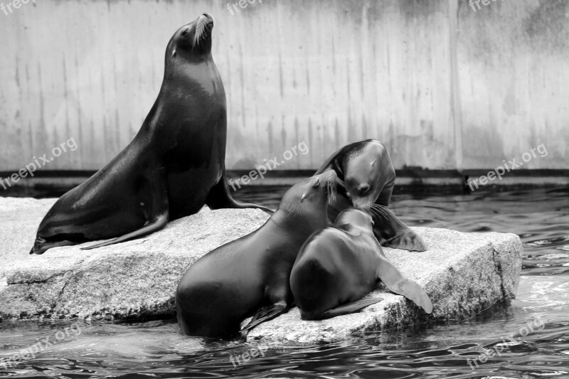 Sea ​​lion Family Boy Crawl Zoo