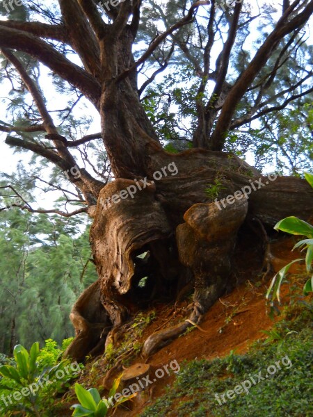 Tree Nature Trees Old Tree Natural