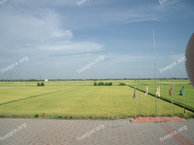 Padi Field Fields Greenery Countryside Landscape