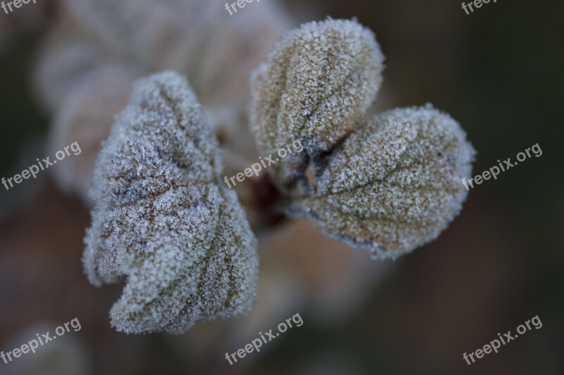 Leaf Frost Frozen Cold Morning