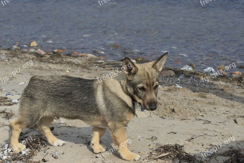 Puppy Beach Sand Cute Dog