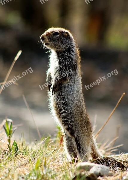 Arctic Ground Squirrel Alaska Wildlife Animal Standing